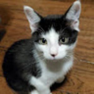 Meet your Posher, Sean